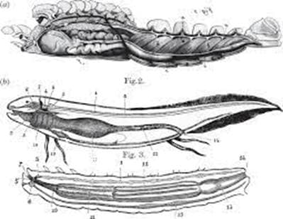 האם עמוד השדרה שלנו הוא גלגולו של מרבה-רגליים? 