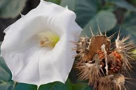 למה לא להסניף?