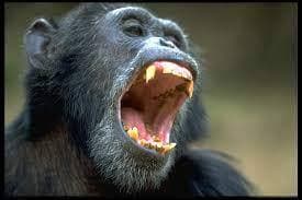 איך הביא האדם הקדמון את השקט 