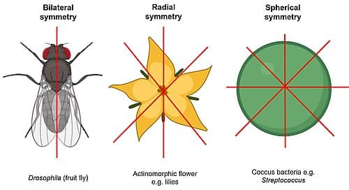 על חיים, סימטריה ופרוקטולוגיה